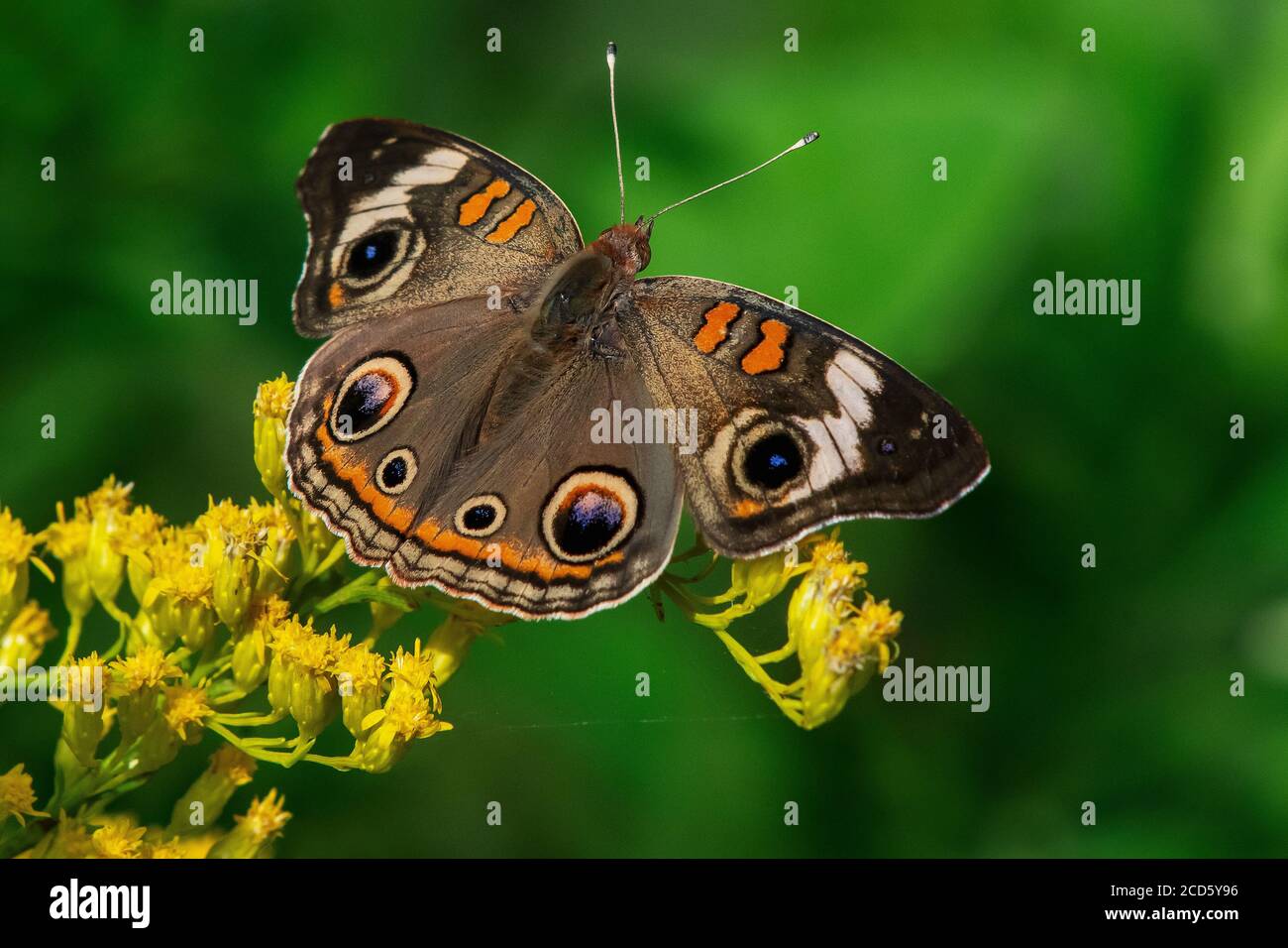 Primo piano della farfalla buckeye comune Foto Stock