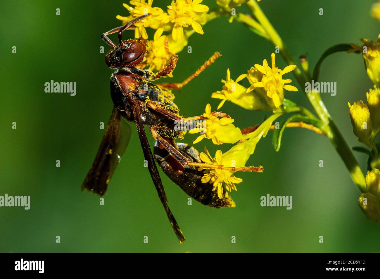 Polistes di wasp di carta) ricoperti di polline di verga d'oro Foto Stock