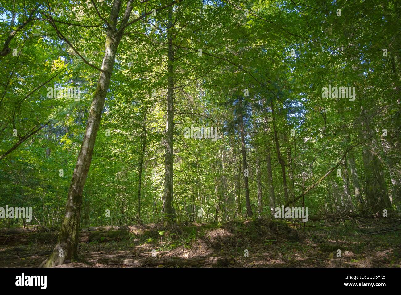 Antica foresta abitata, Polonia, Bialowieza Foto Stock