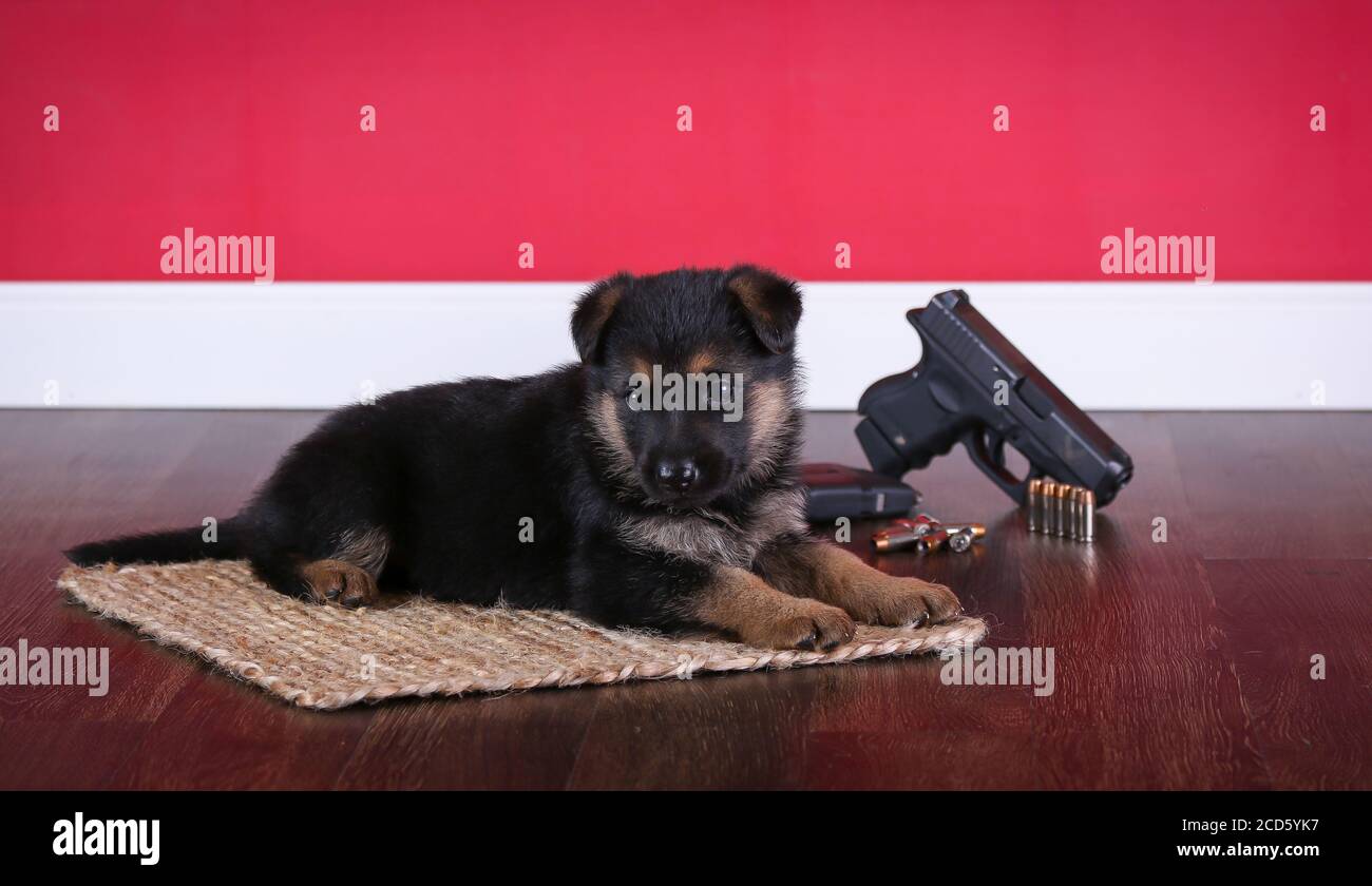 Il Pastore tedesco Puppy seduto di fronte ad una pistola e. elenchi puntati Foto Stock