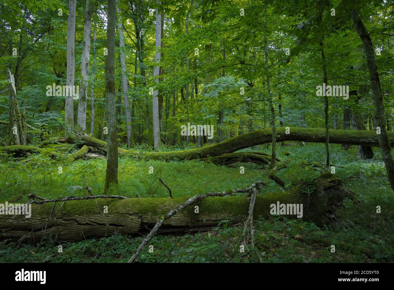 Alberi caduti in fitta foresta primordiale intatta, Bialowieza, Polonia Foto Stock