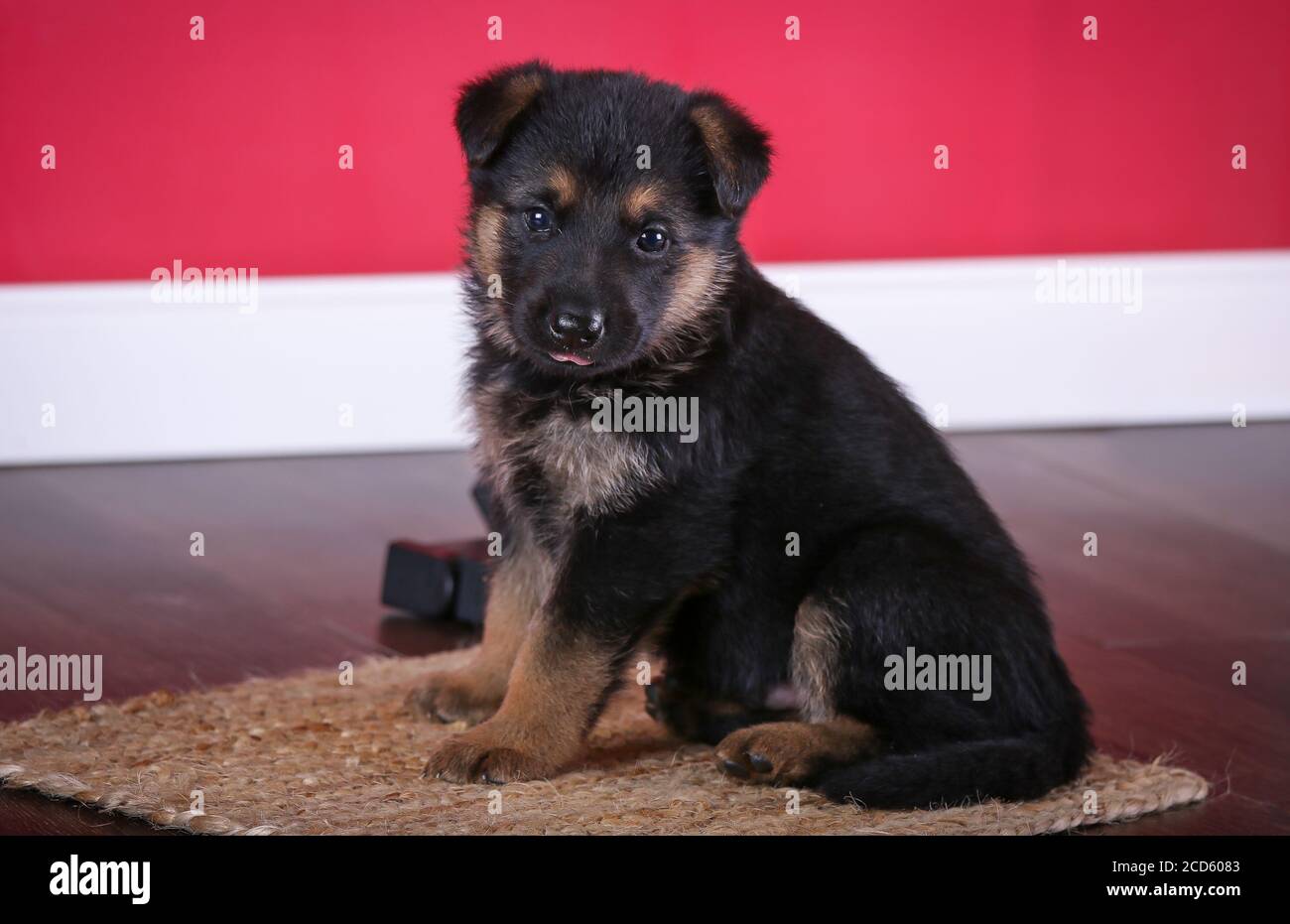 Il Pastore tedesco Puppy seduto di fronte ad una pistola e. elenchi puntati Foto Stock