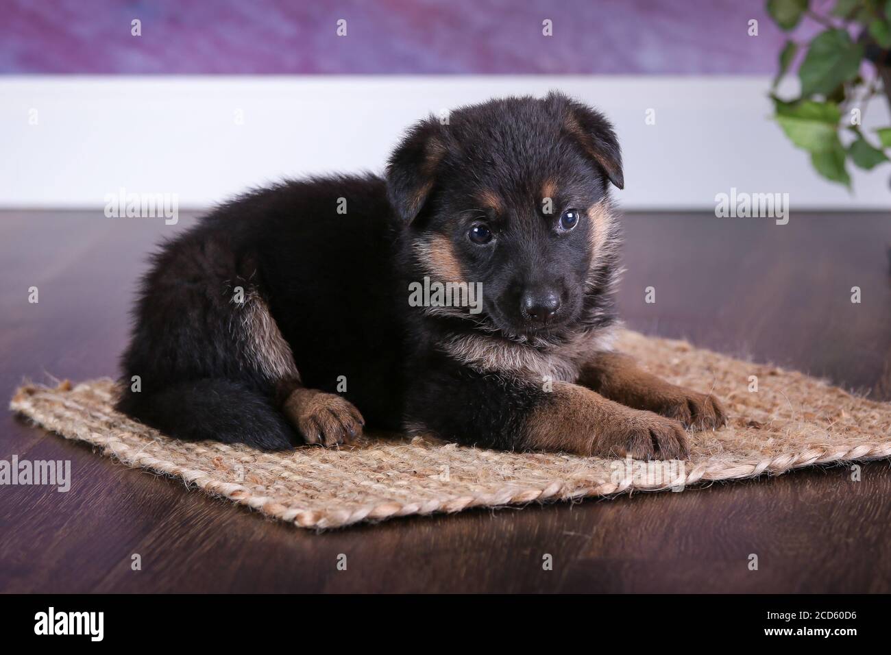 Pastore Tedesco cucciolo Foto Stock