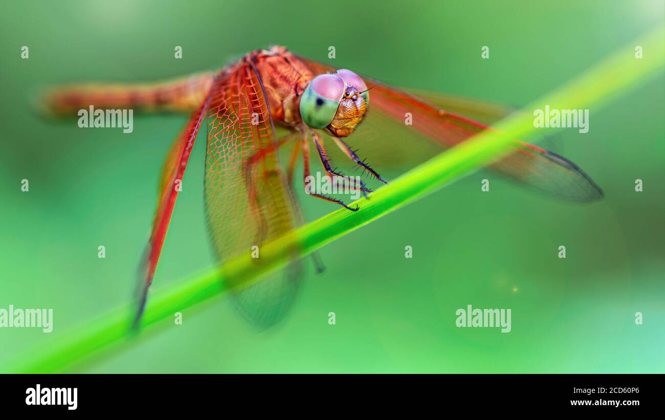libellula multicolore su una lama d'erba, macro foto di questo elegante e fragile predatore con ampie ali e occhi giganti, scena della natura Foto Stock