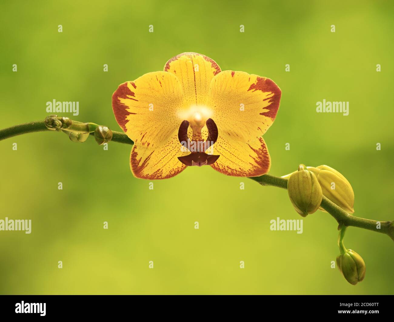 Primo piano di orchidee gialle e rosse Foto Stock