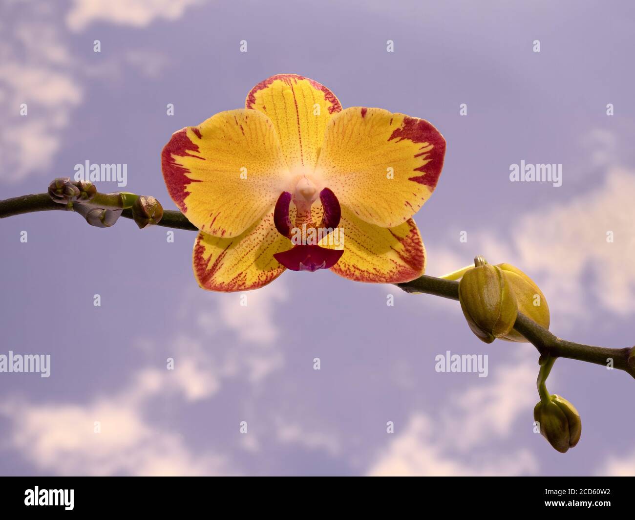 Primo piano di orchidee gialle e rosse Foto Stock