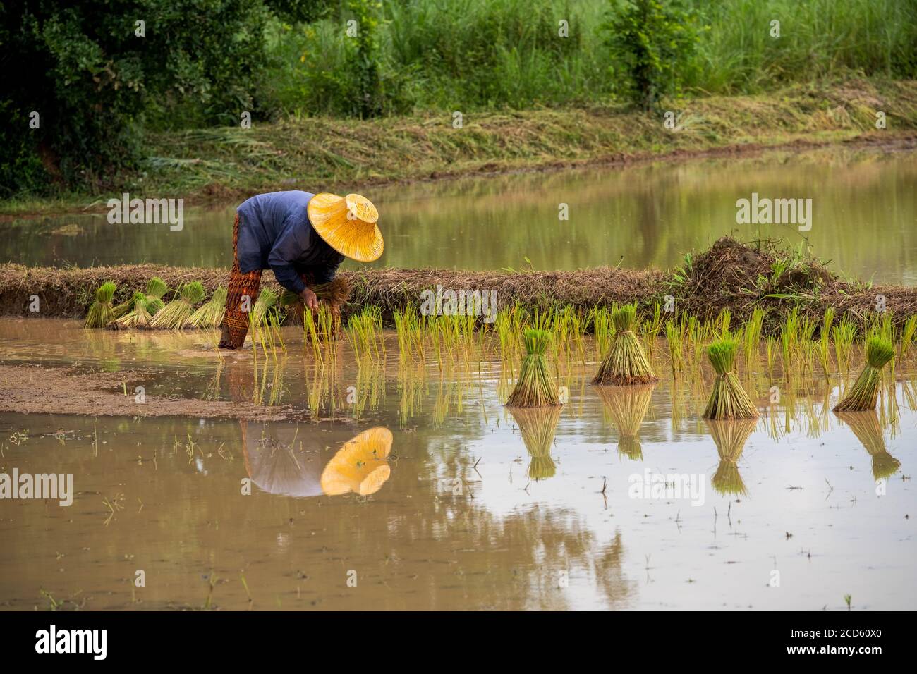Stagione di piantagione di riso a Nakhon Nayok, Thailandia Foto Stock