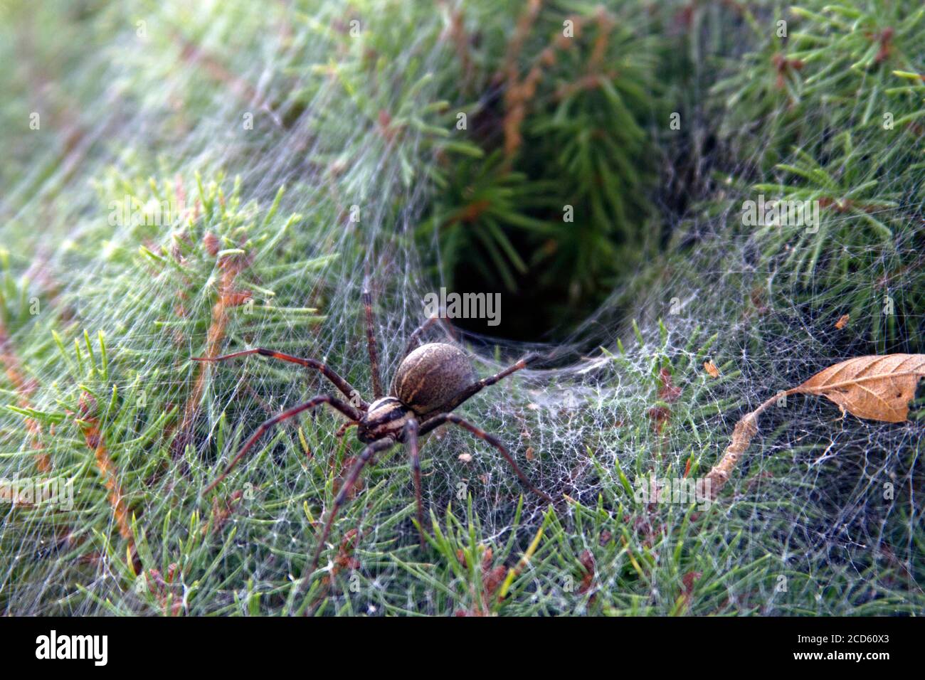 Close up di un infame imbuto spider web lasciando il suo imbuto come web nido in un arbusto sempreverde Foto Stock