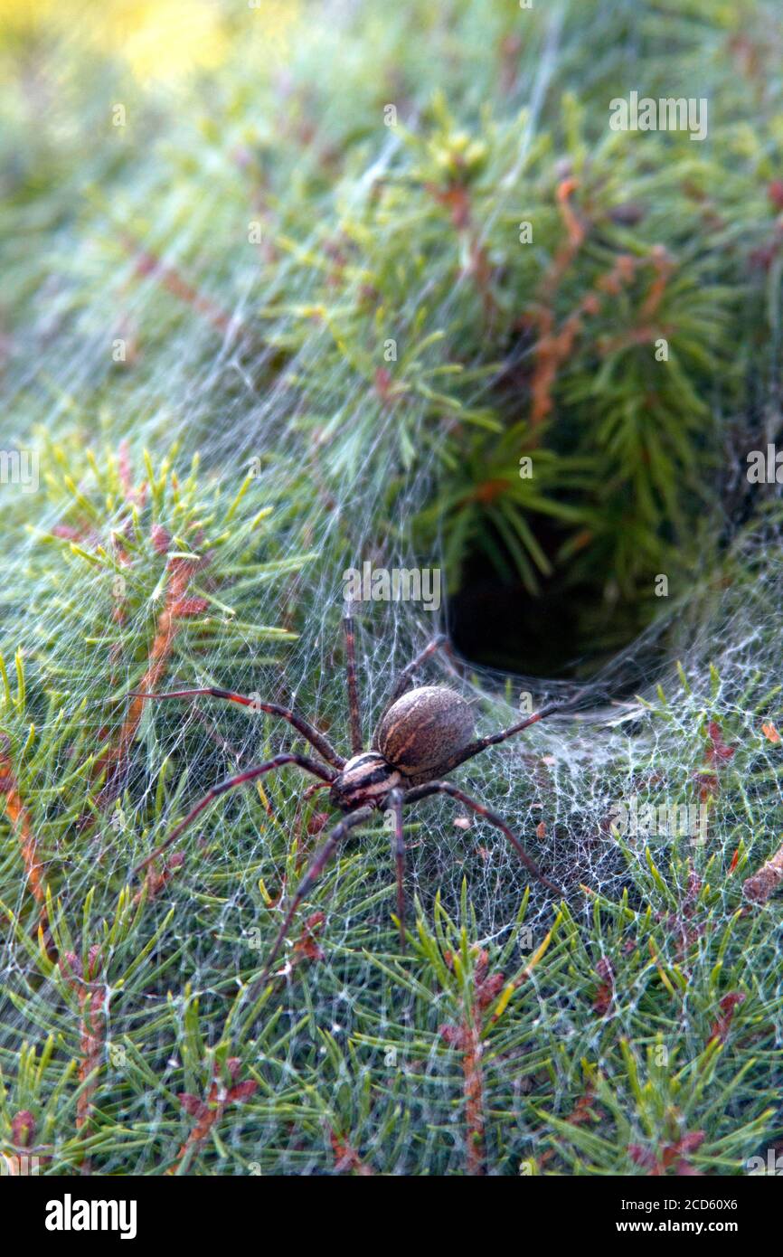 Close up di un infame imbuto spider web lasciando il suo imbuto come web nido in un arbusto sempreverde Foto Stock
