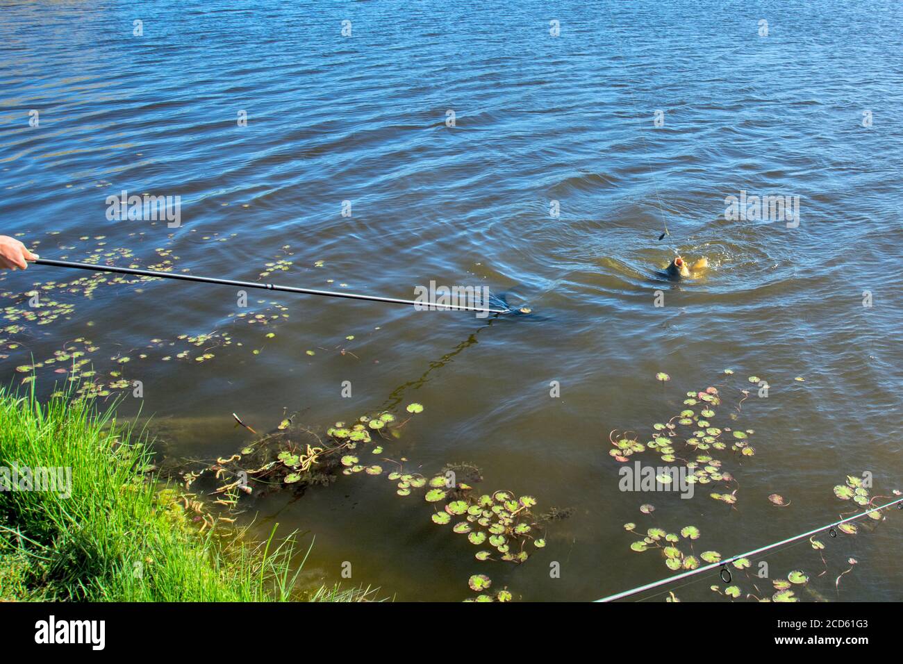 Il momento in cui il pescatore tira il pescatore della carpa fuori del fiume. Lo aspetta con una rete ausiliaria per una presa sicura. Foto Stock