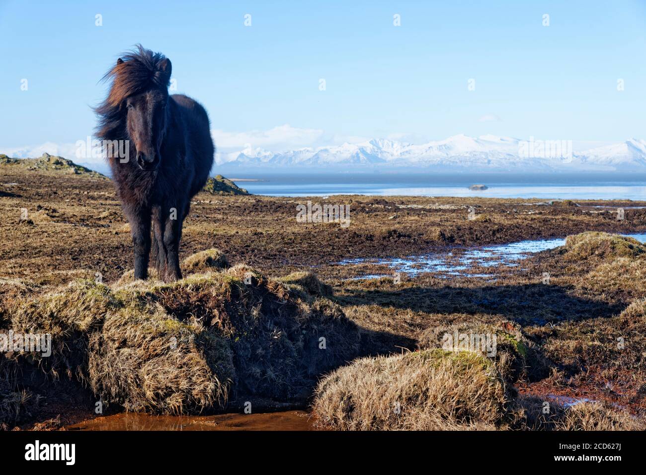 Cavallo selvaggio in piedi in ambiente naturale, Vestrahom, Islanda Foto Stock