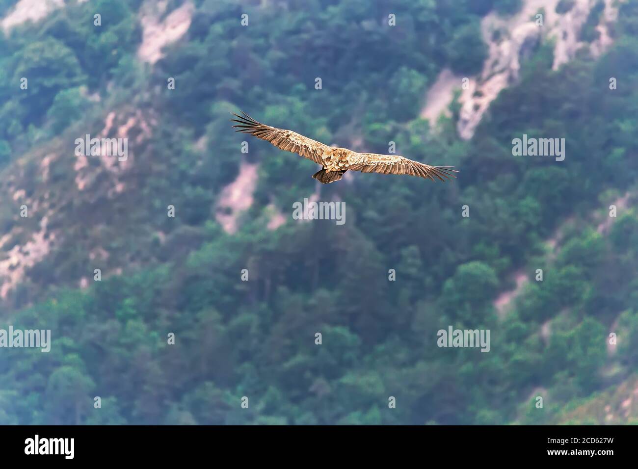 Griffon Vulture (Gyps fulvus) che scivola sulla gola del Verdon, Alpi dell'alta Provenza, Provenza, Francia Foto Stock