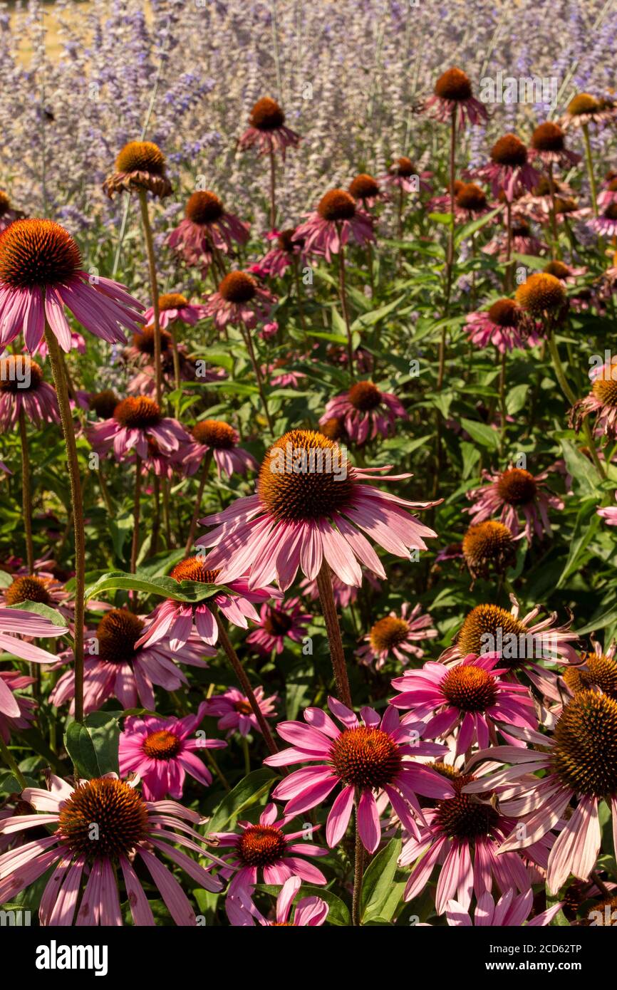 Echinacea Foto Stock