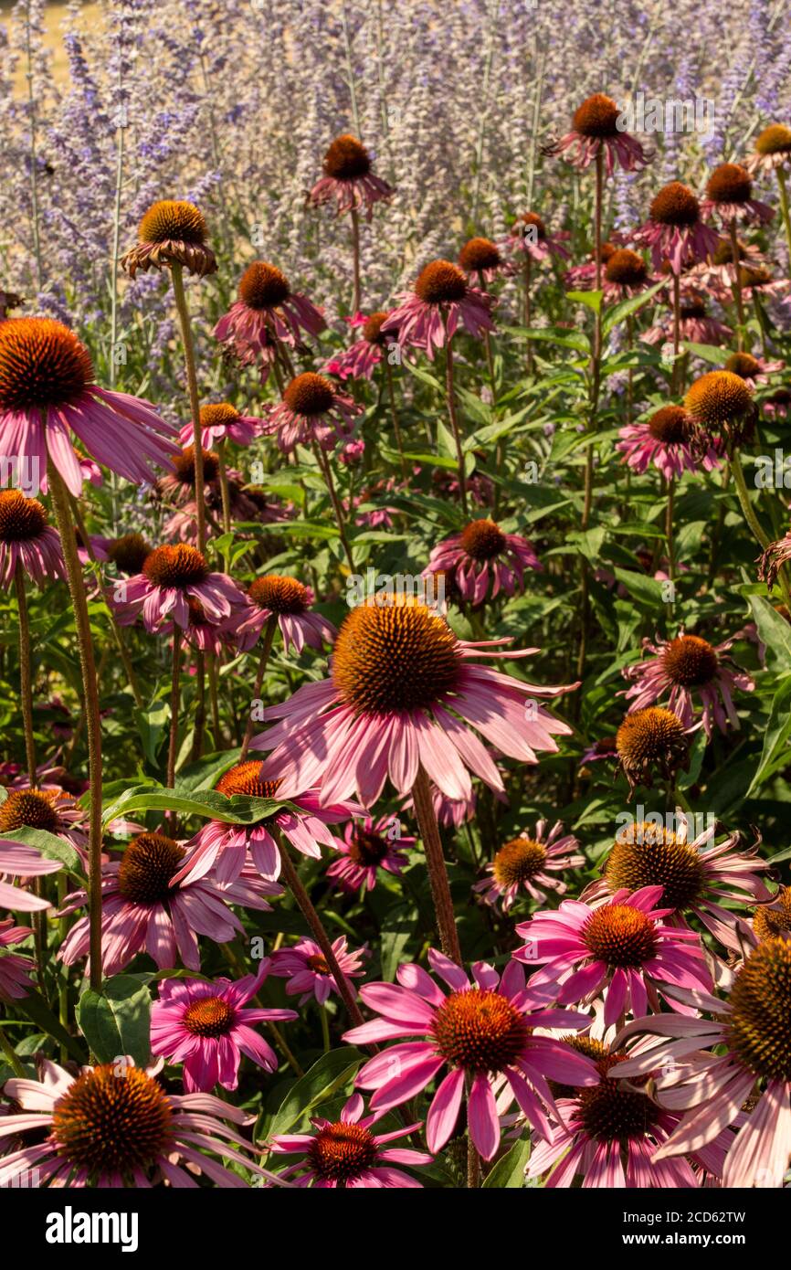 Echinacea Foto Stock