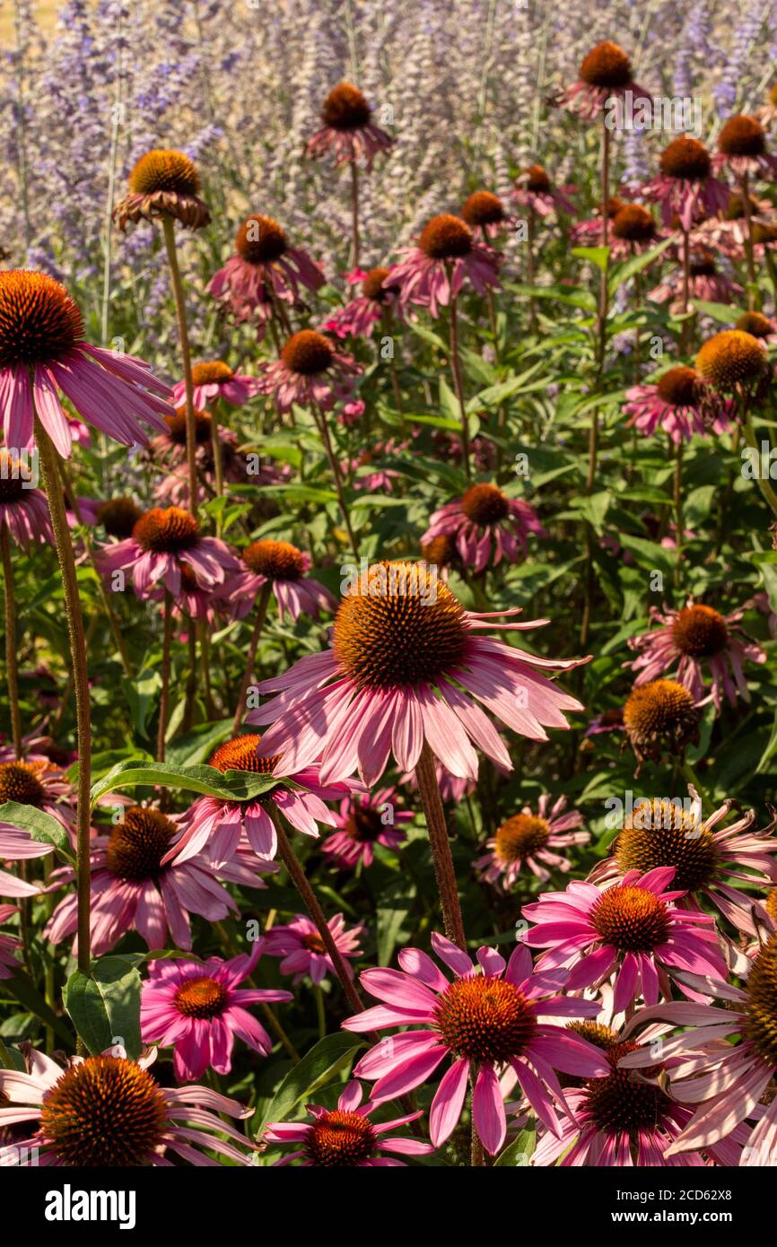 Echinacea Foto Stock