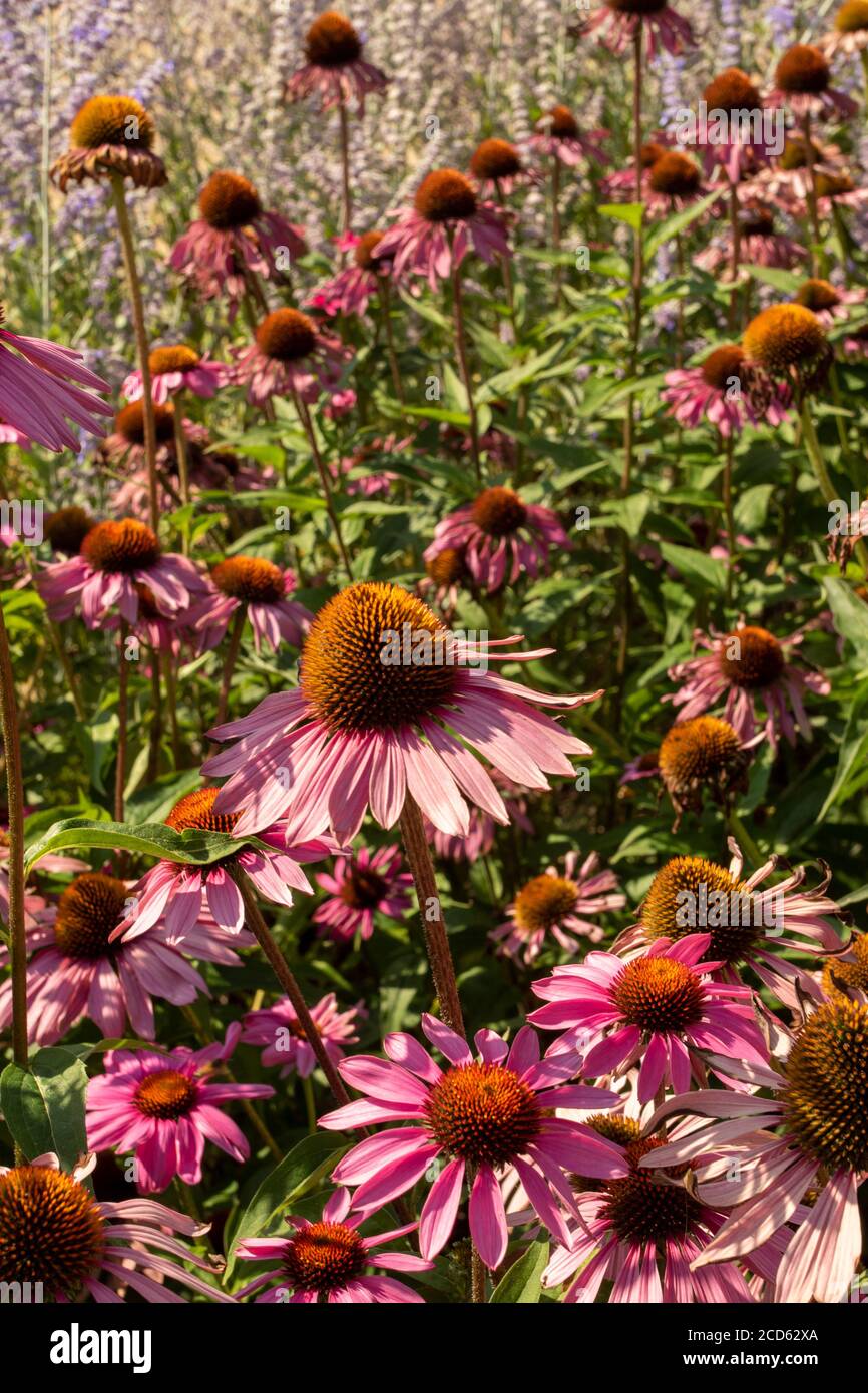 Echinacea Foto Stock