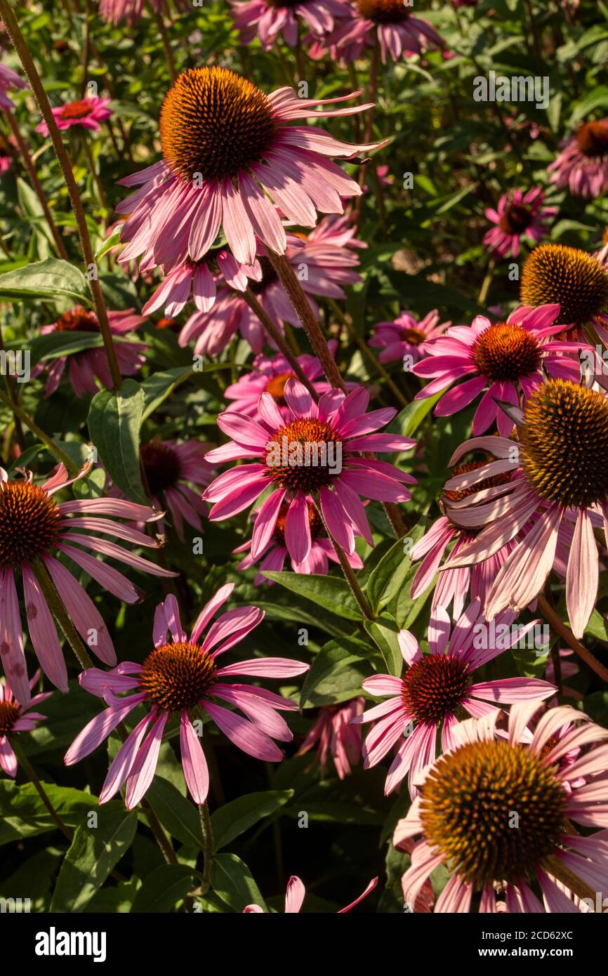 Echinacea Foto Stock