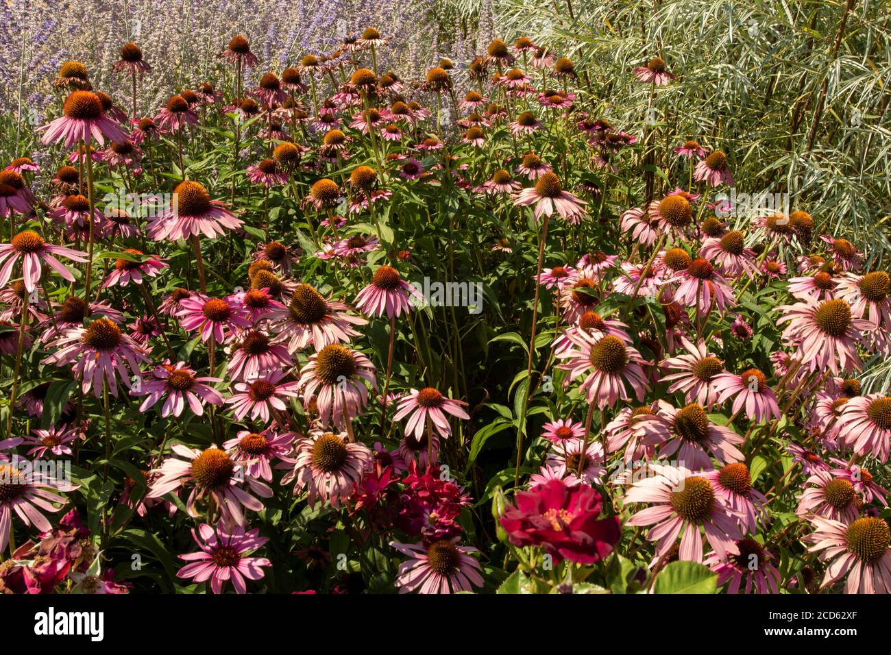 Echinacea Foto Stock