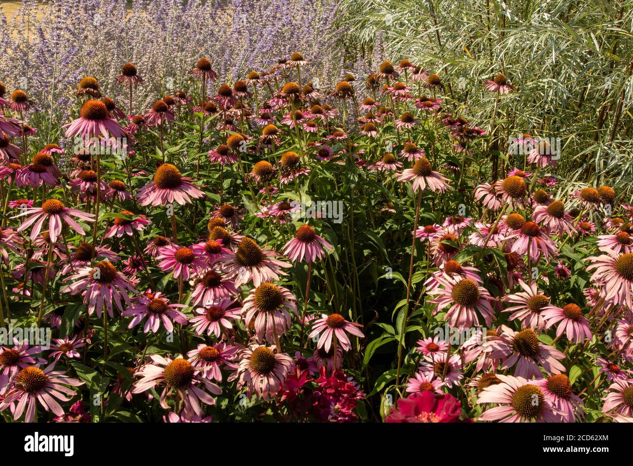 Echinacea Foto Stock