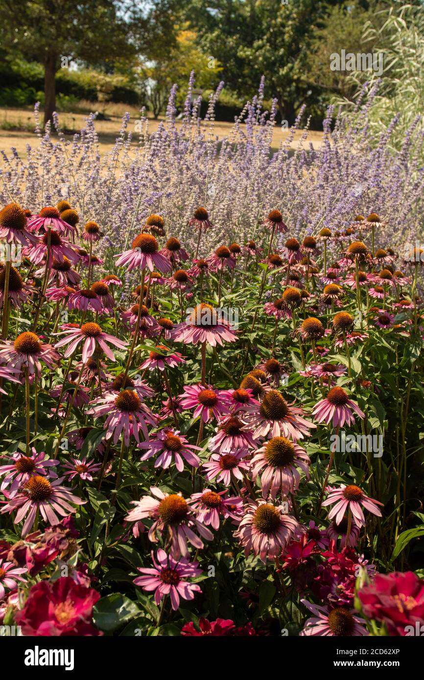 Echinacea Foto Stock