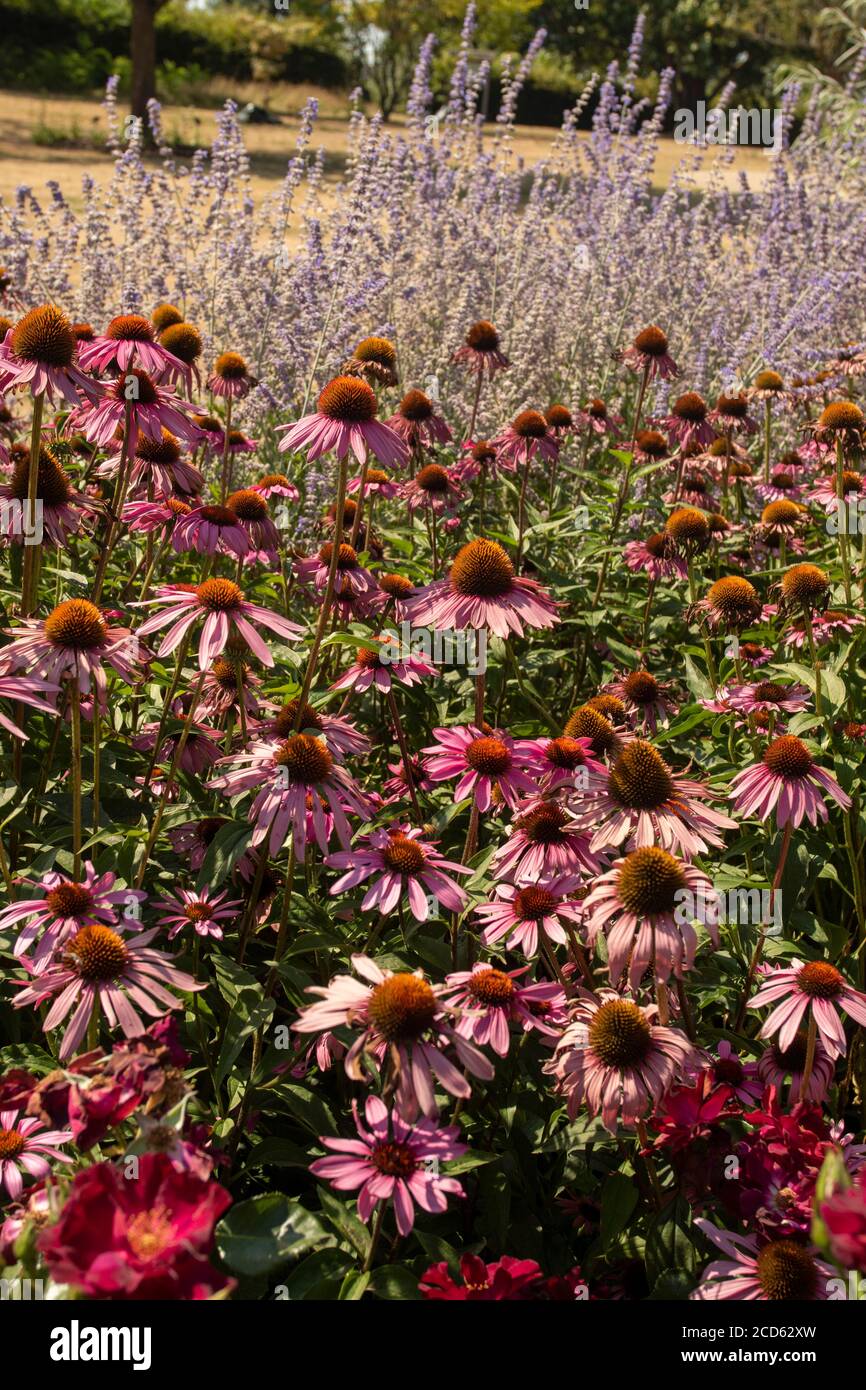 Echinacea Foto Stock
