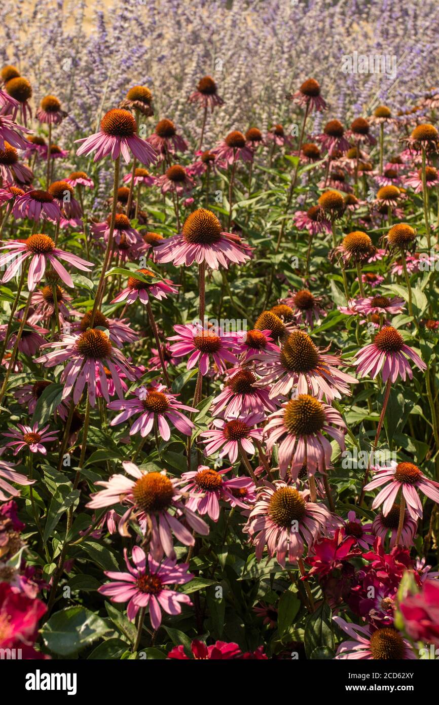 Echinacea Foto Stock