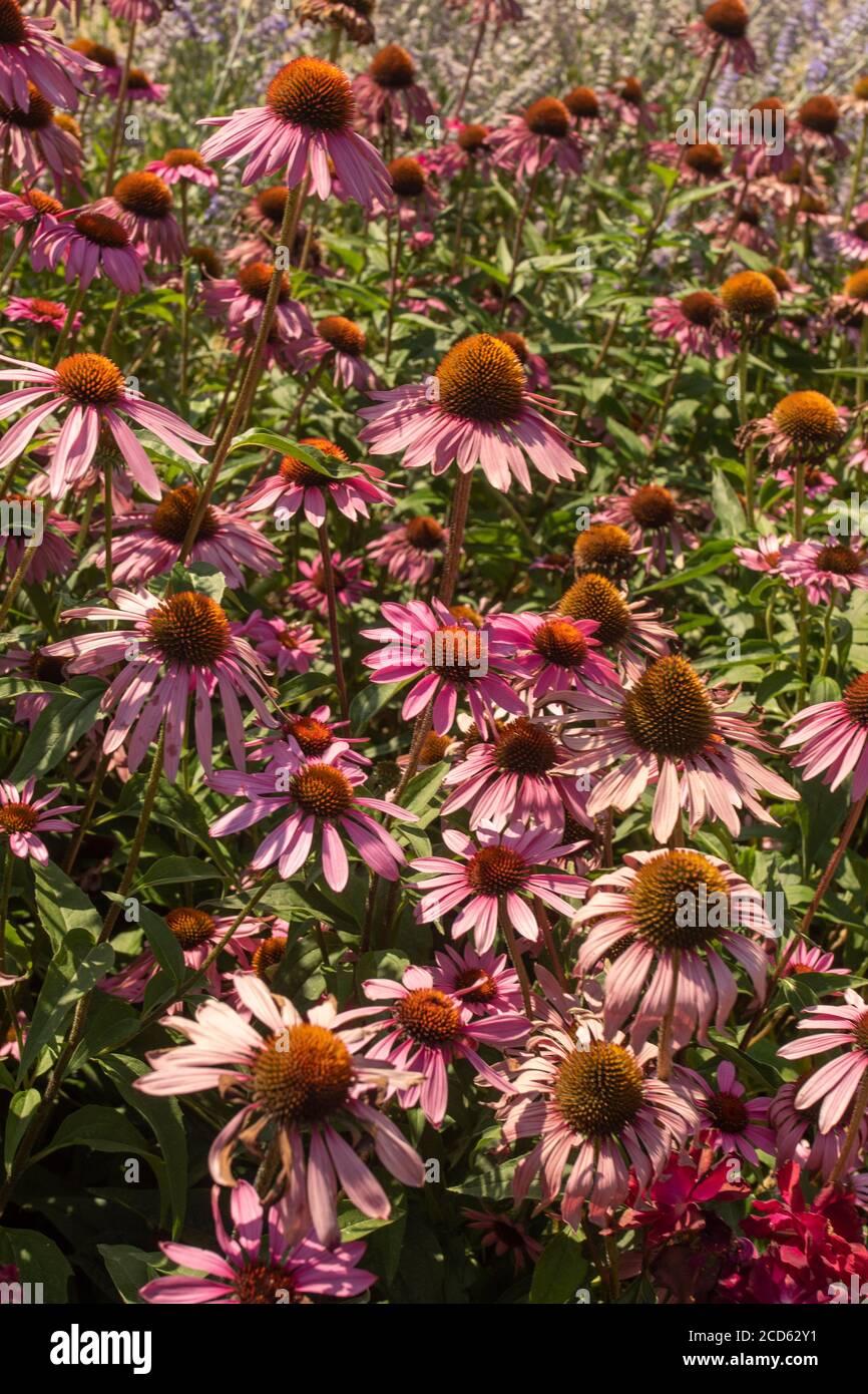Echinacea Foto Stock