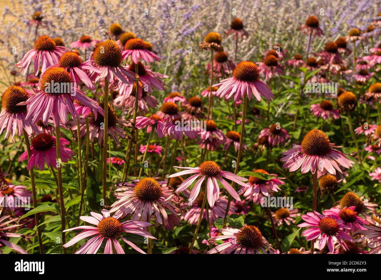 Echinacea Foto Stock