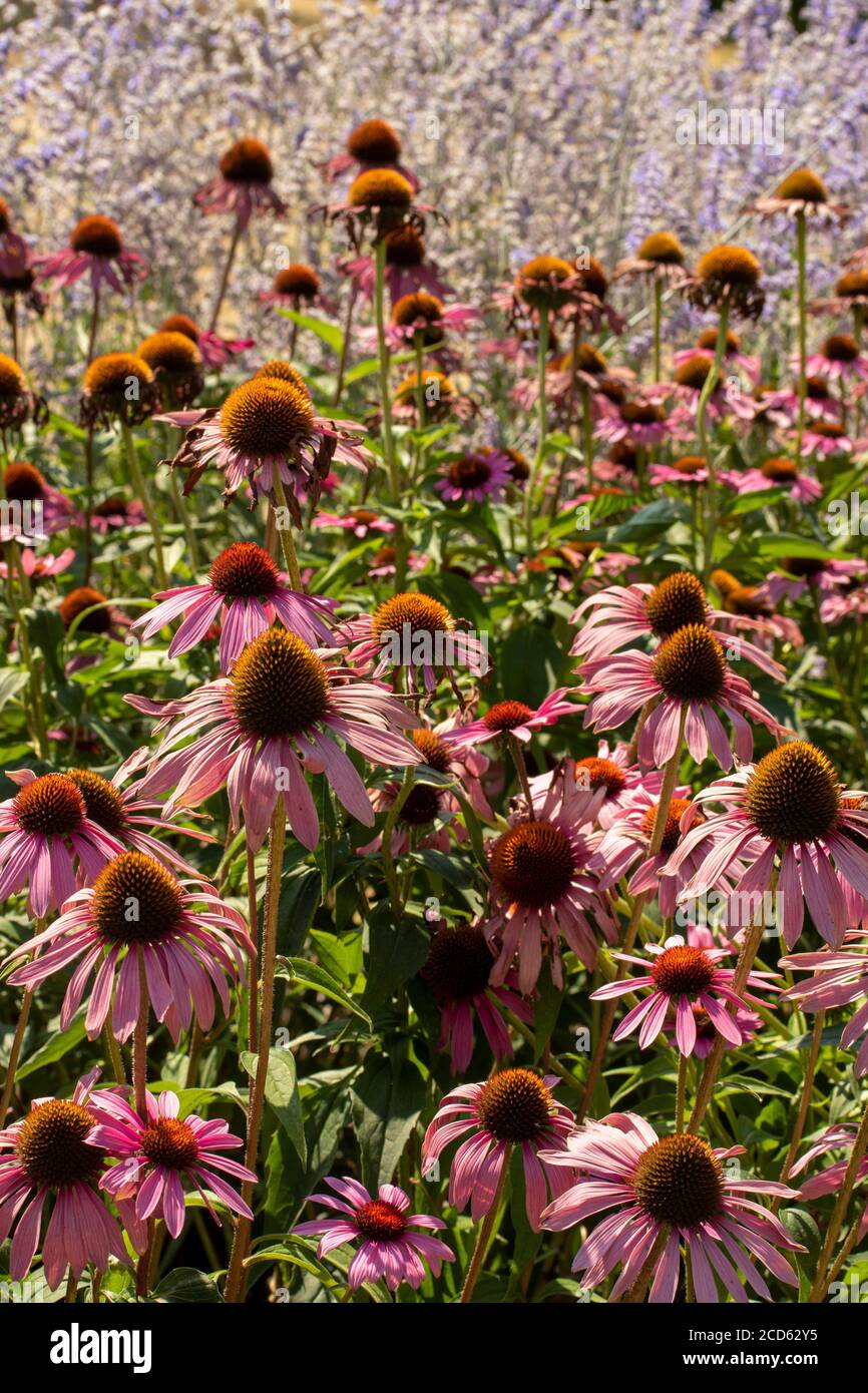 Echinacea Foto Stock