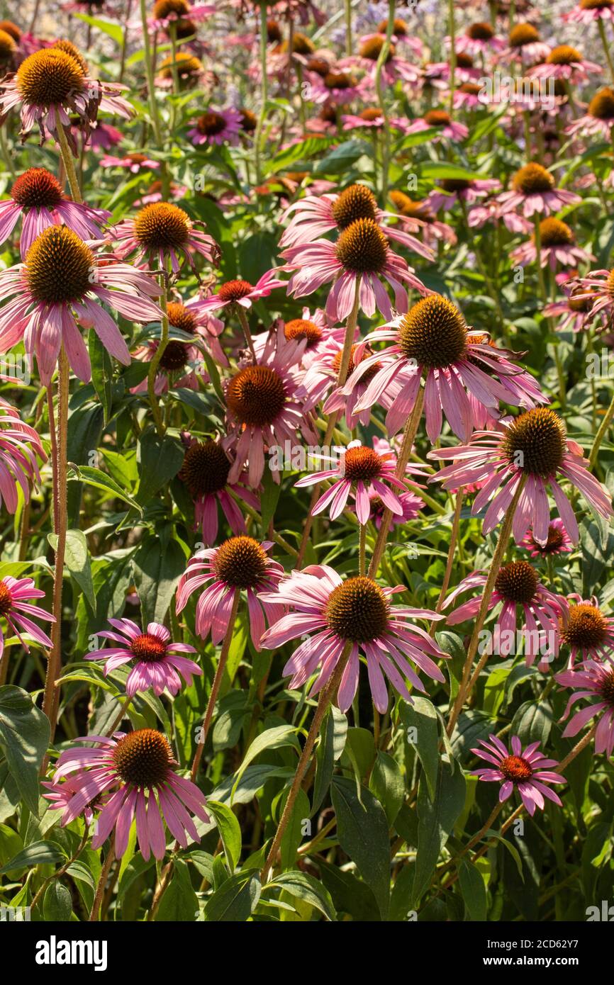 Echinacea Foto Stock