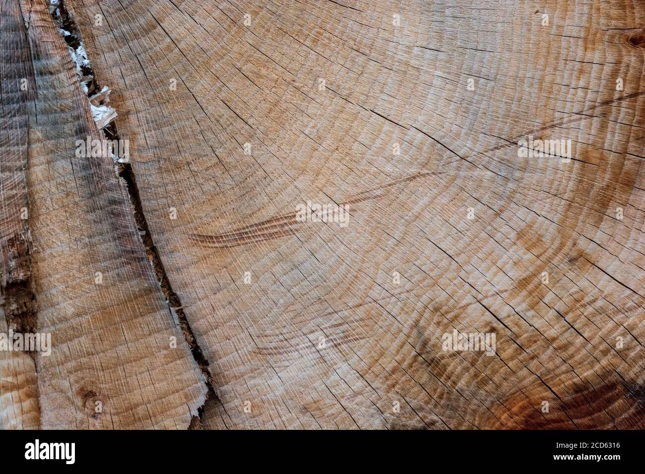 Un motivo testurizzato di un albero di taglio, che mostra molti anelli sulla sua superficie liscia. Foto Stock