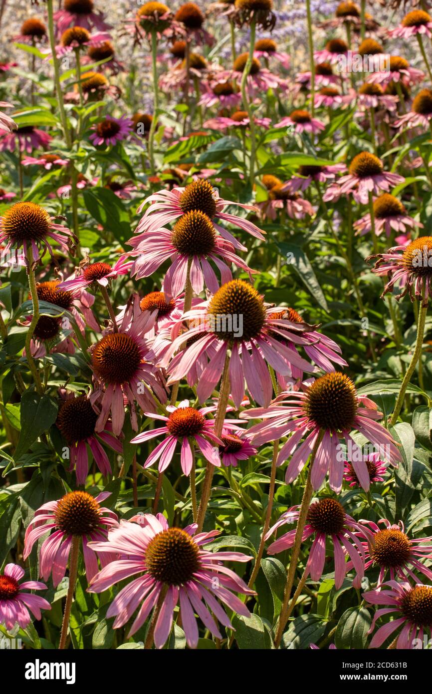 Echinacea Foto Stock