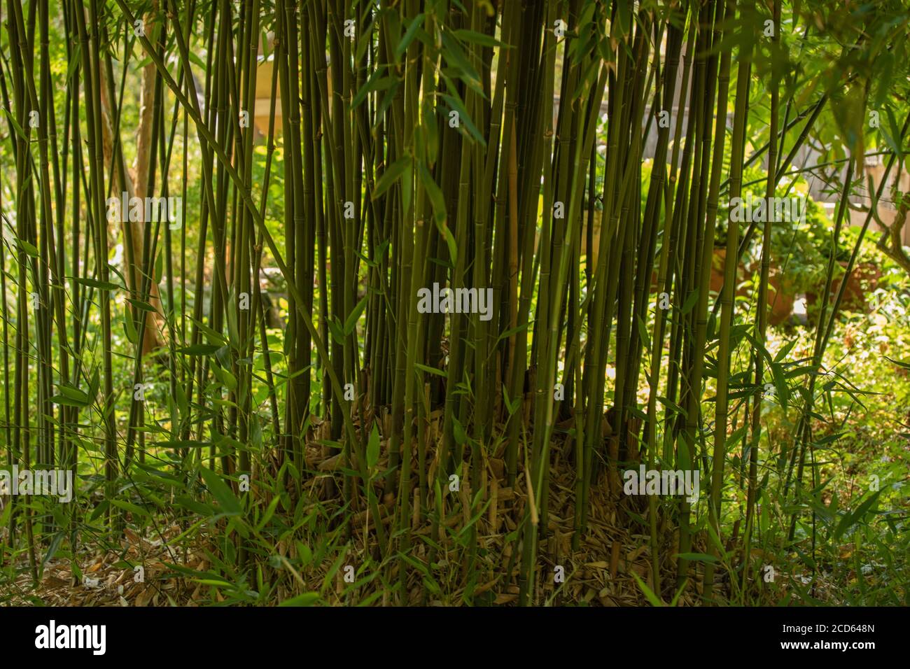 Phyllostachys purata (bambù inglese)formare uno schermo retroilluminato naturale in un giardino soleggiato impostazione Foto Stock