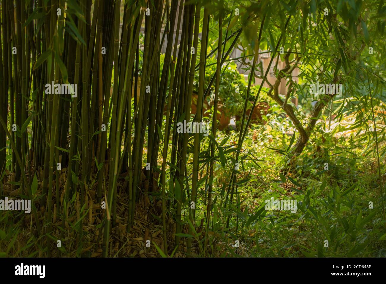 Phyllostachys purata (bambù inglese)formare uno schermo retroilluminato naturale in un giardino soleggiato impostazione Foto Stock