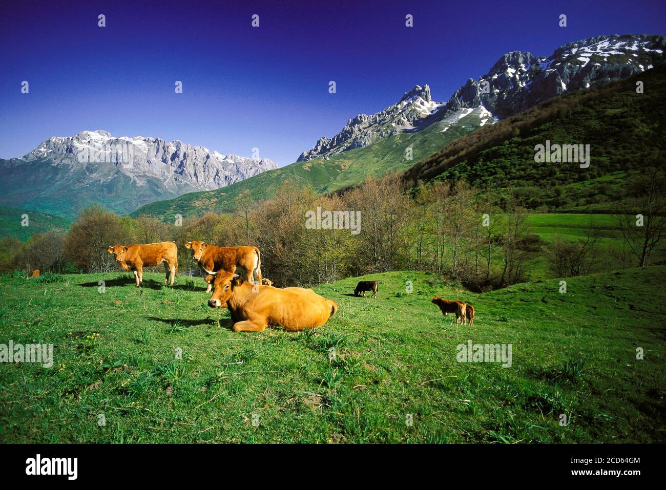 Gruppo di bovini in campo con montagne sullo sfondo, Parco Nazionale Picos de Europa, Spagna Foto Stock