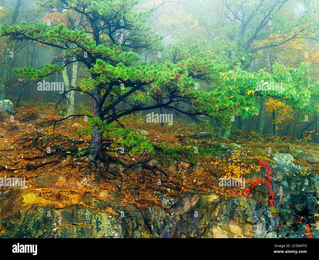 Paesaggio con alberi sulla scogliera, Shenandoah National Park, Virginia, Stati Uniti Foto Stock