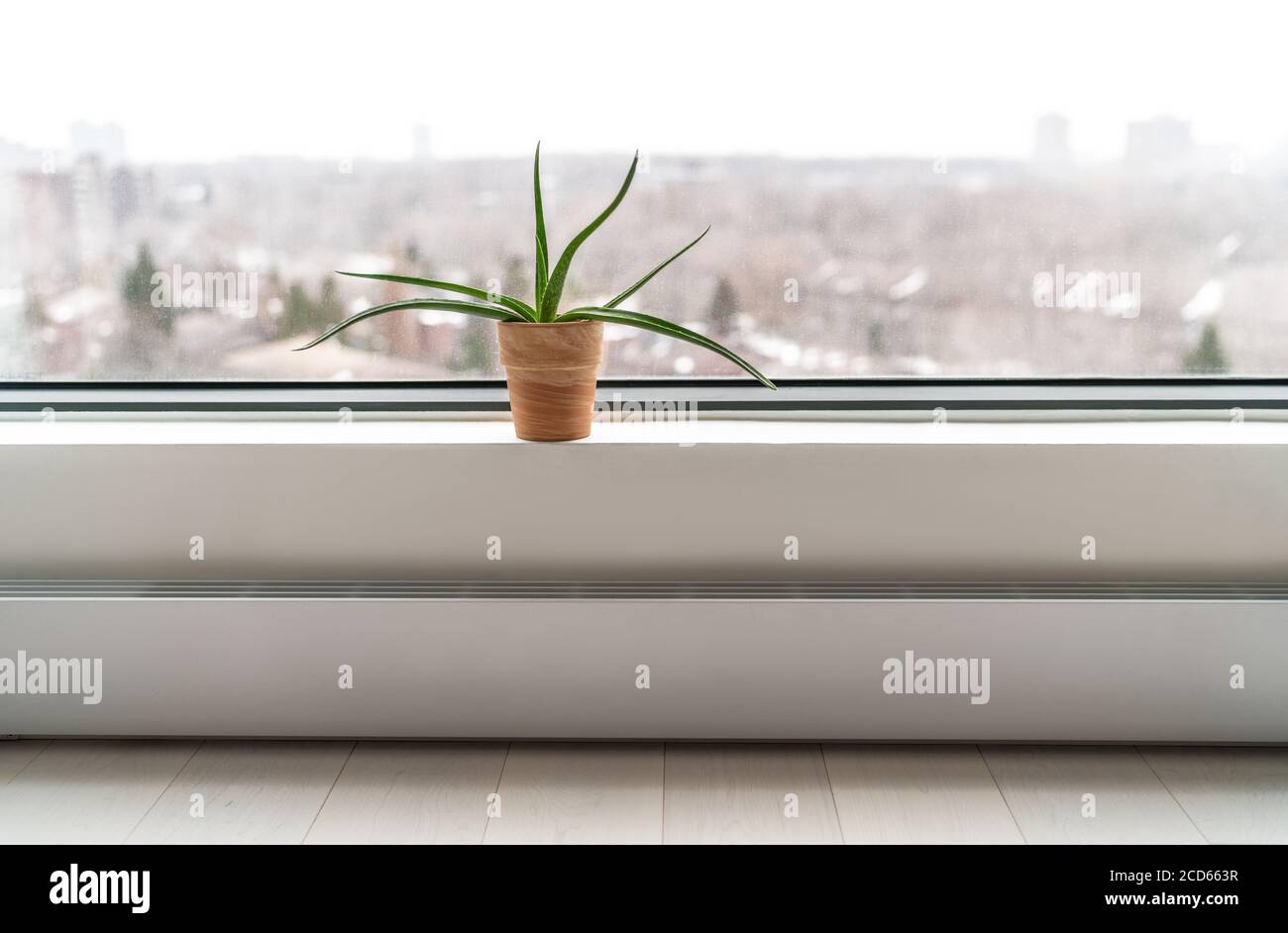 Impianto dalla finestra dell'appartamento in inverno - impianto di  depurazione aria Aloe vera per pulire l'aria da sostanze chimiche tossiche  - naturale purificatore all'interno di edifici condominio Foto stock - Alamy