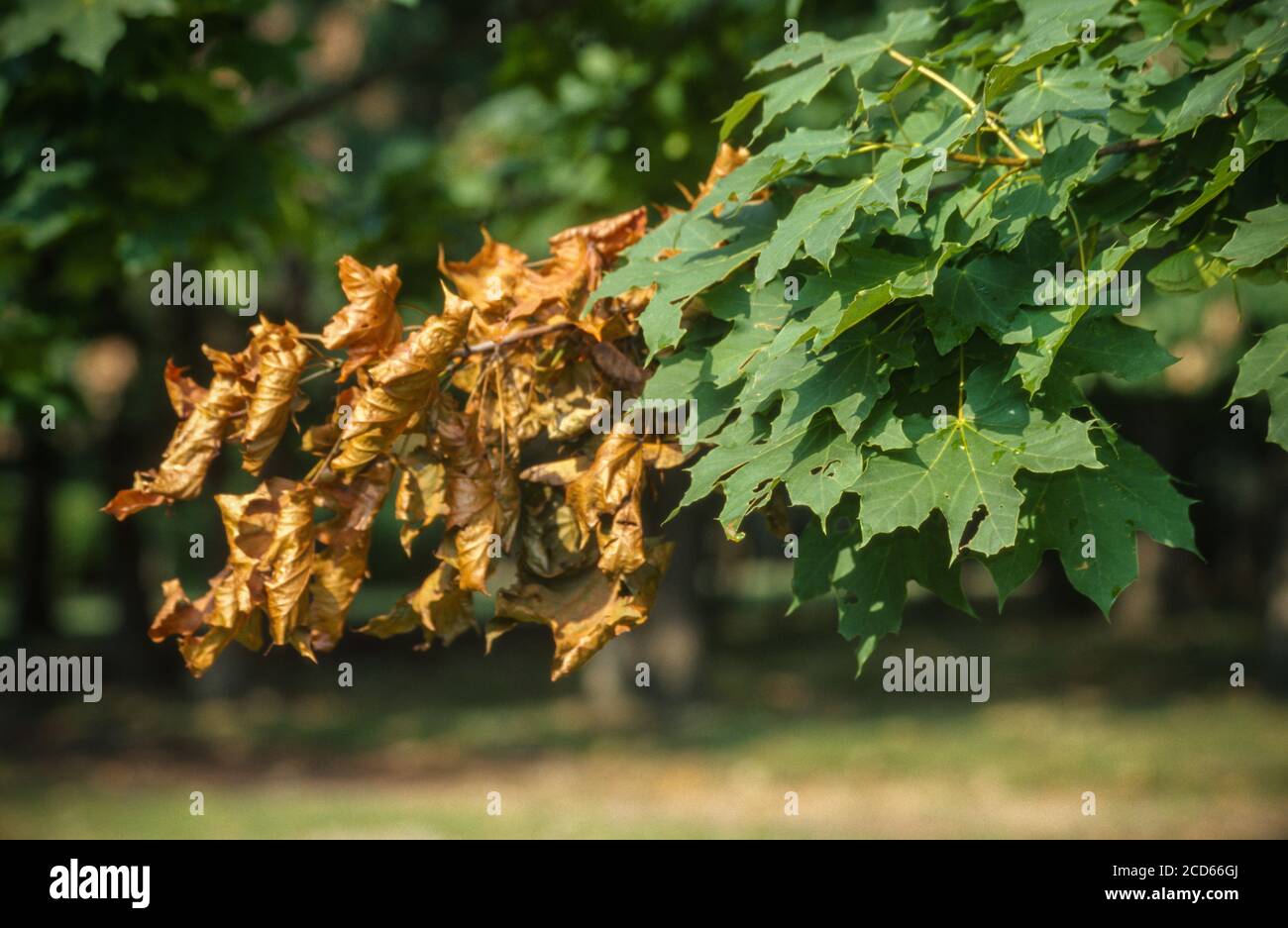 Maple Tree with Cicada Damage (Flagging), Virginia, USA. Foto Stock