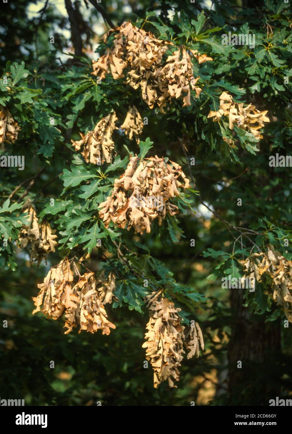 Cicada danno su quercia albero, Flagging. Virginia, Stati Uniti. Foto Stock