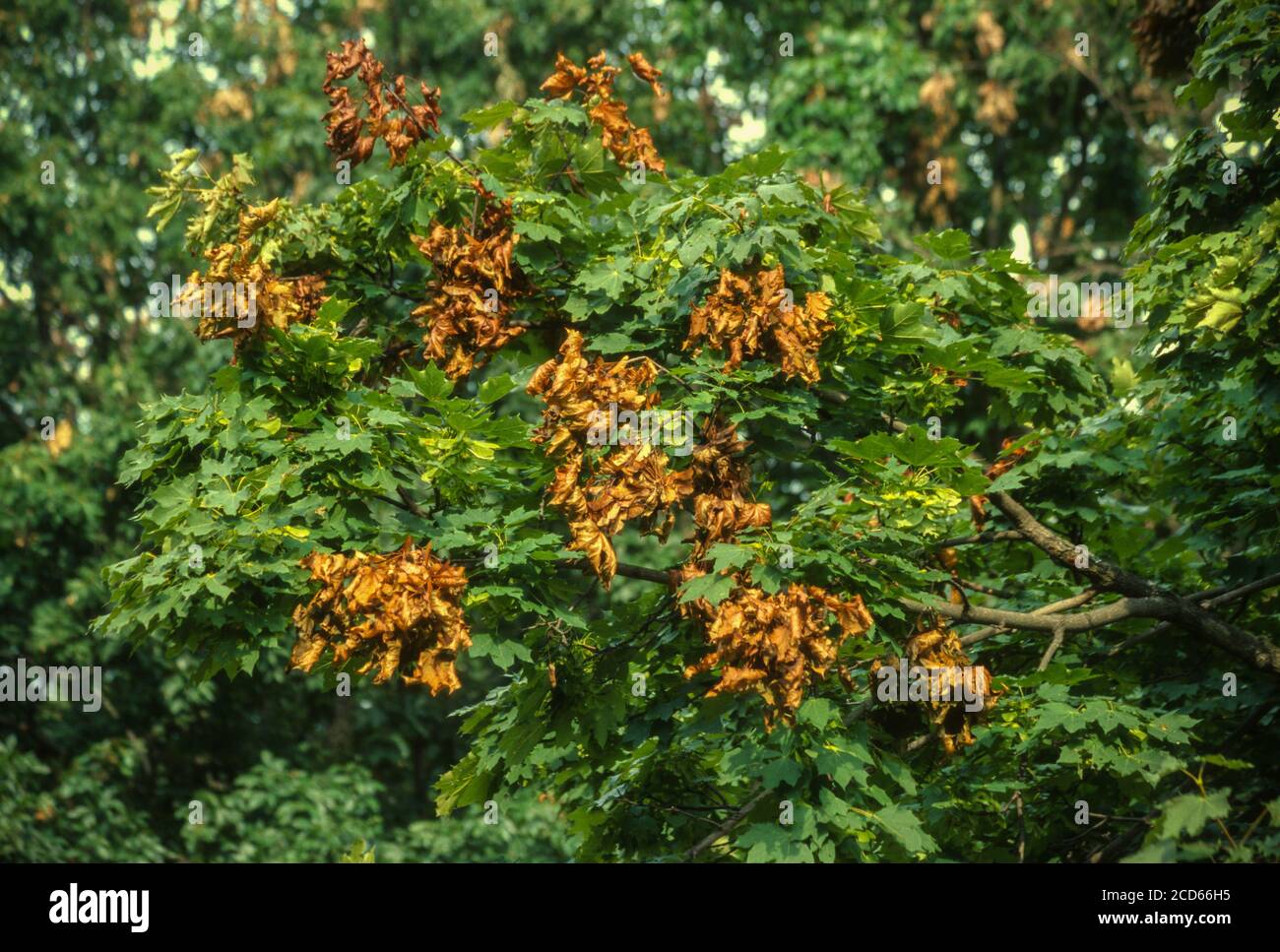 Cicada danno su Maple Tree, Flagging. Virginia. Foto Stock