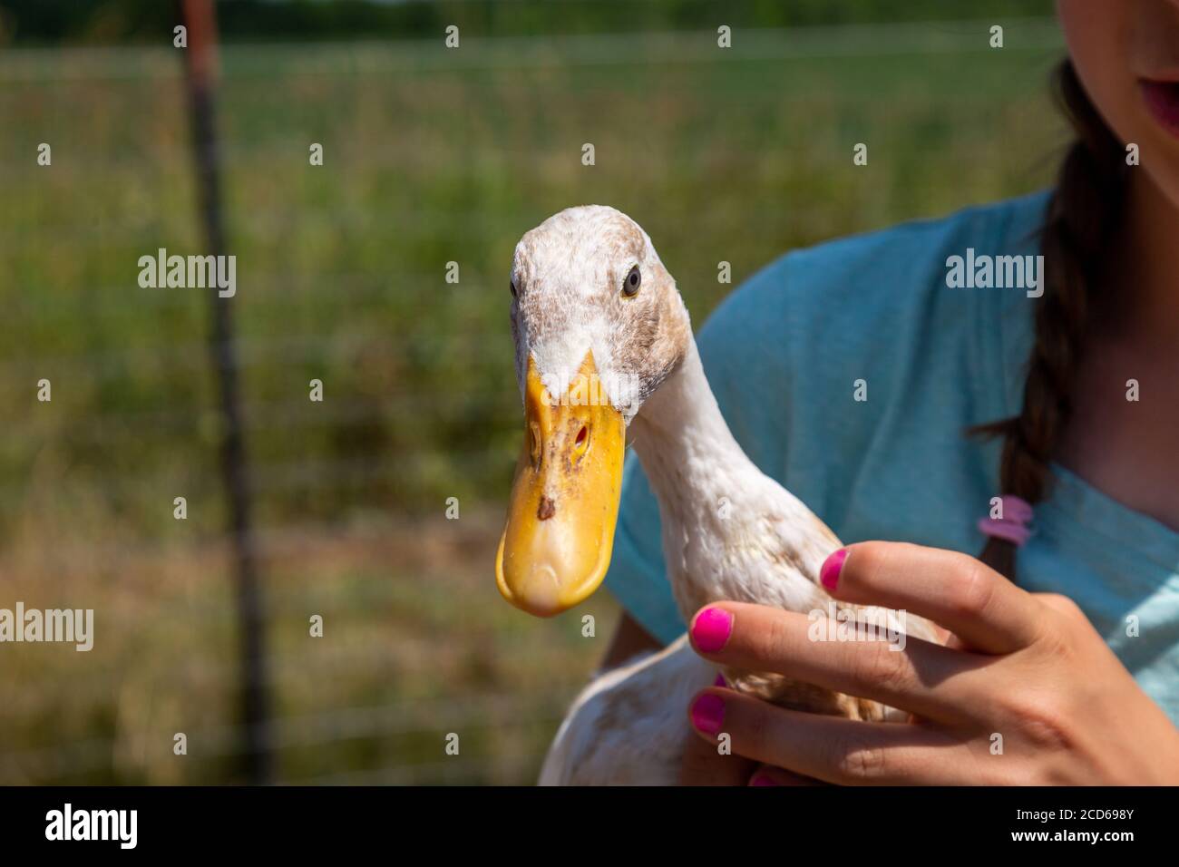Una contea di DeKalb, la ragazza di fattoria dell'Indiana tiene la sua anatra indiana del corridore. Foto Stock