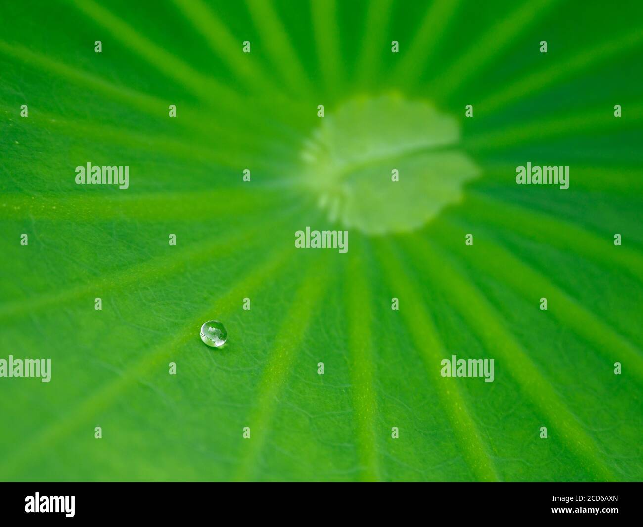 Goccia d'acqua su una foglia verde di piante di loto, in Giappone. Foto Stock