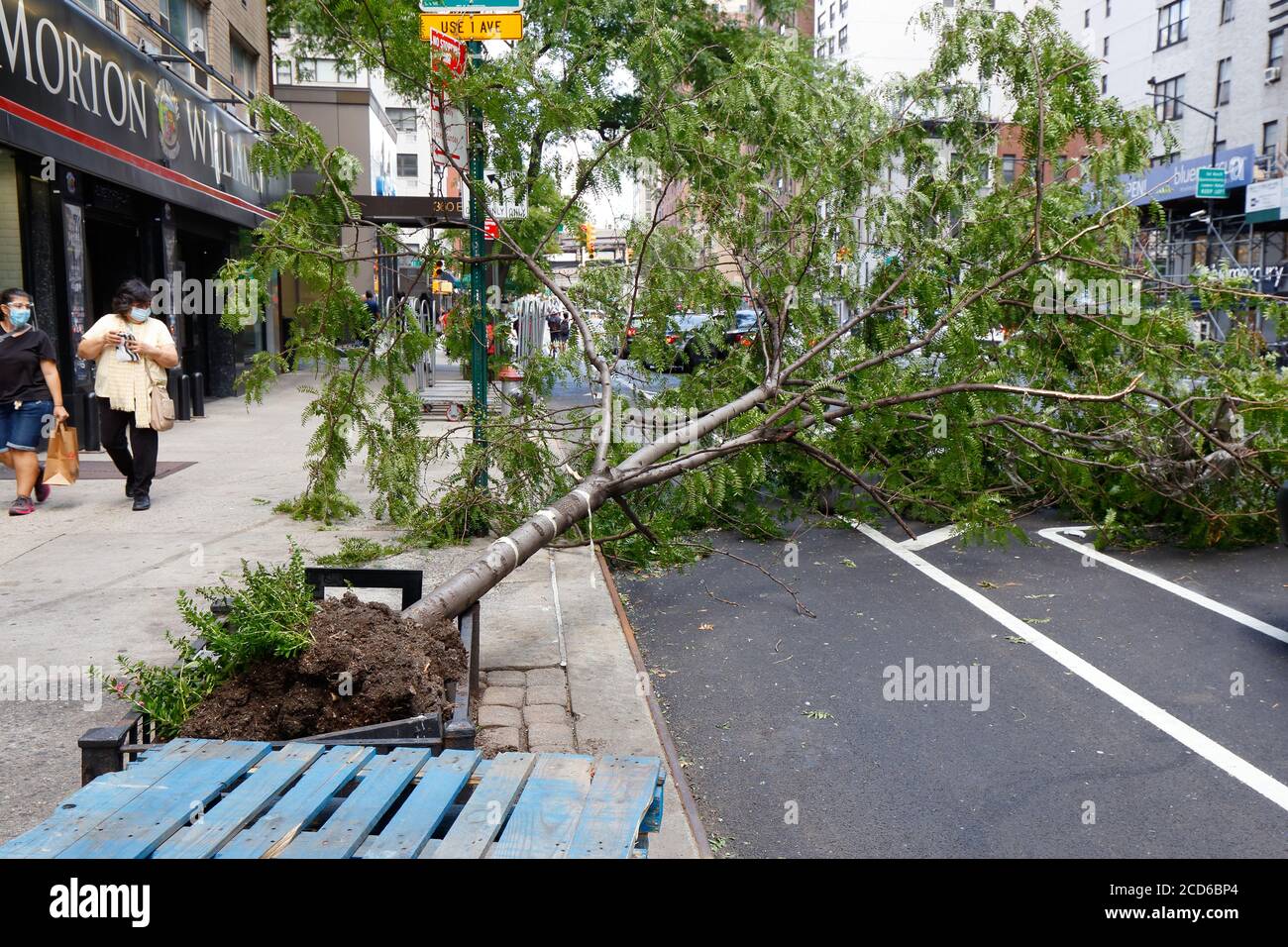 Un albero sradicato rovesciato da forti venti da Tropical Storm Isaias si trova sulla strada a Manhattan, New York City, 5 agosto 2020 Foto Stock