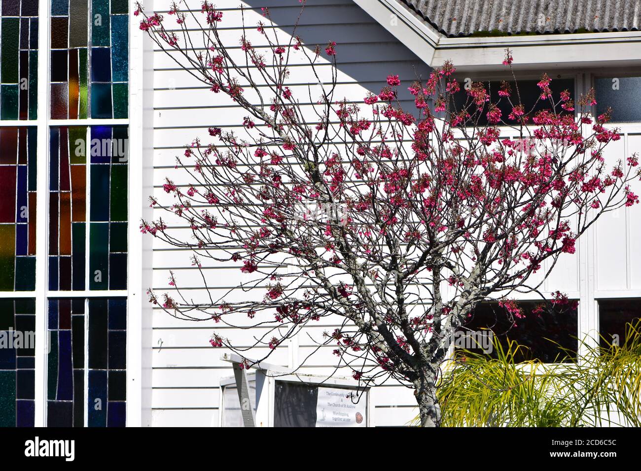 Piccolo albero con fiori rosa scuro di fronte a pareti di legno bianco con finestra in vetro colorato. Foto Stock