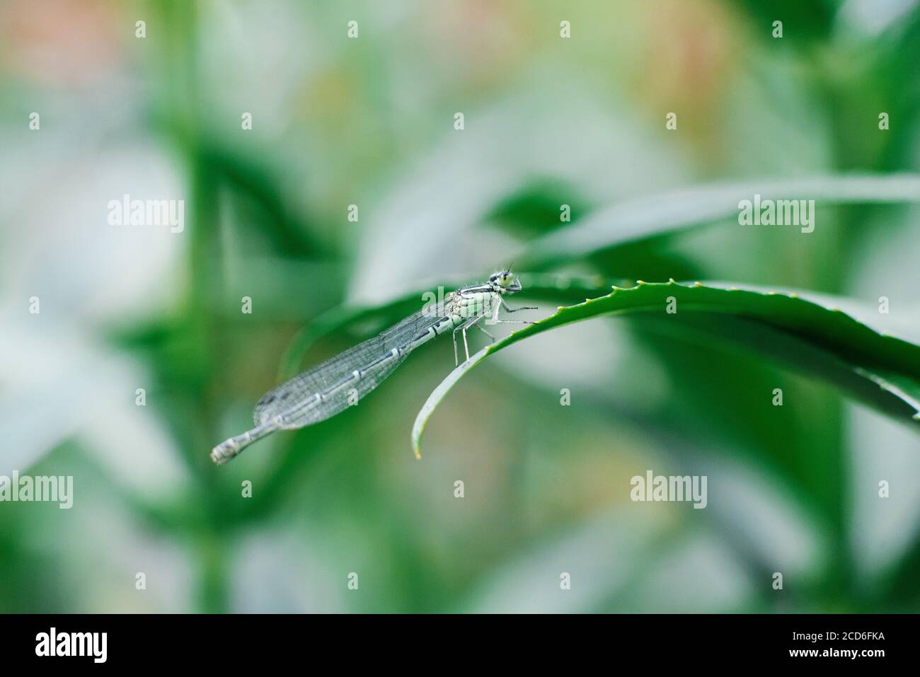 Freccia Dragonfly verde seduta su una foglia di erba Foto Stock