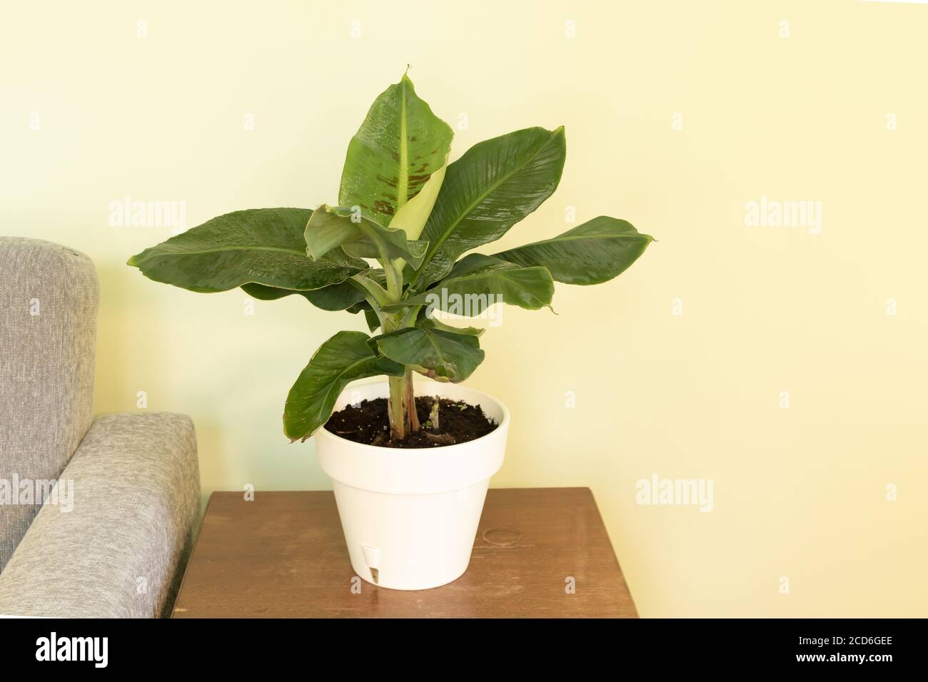 Nano cavendish banana albero all'interno. Come prendersi cura delle banane in pentole concetto Foto Stock