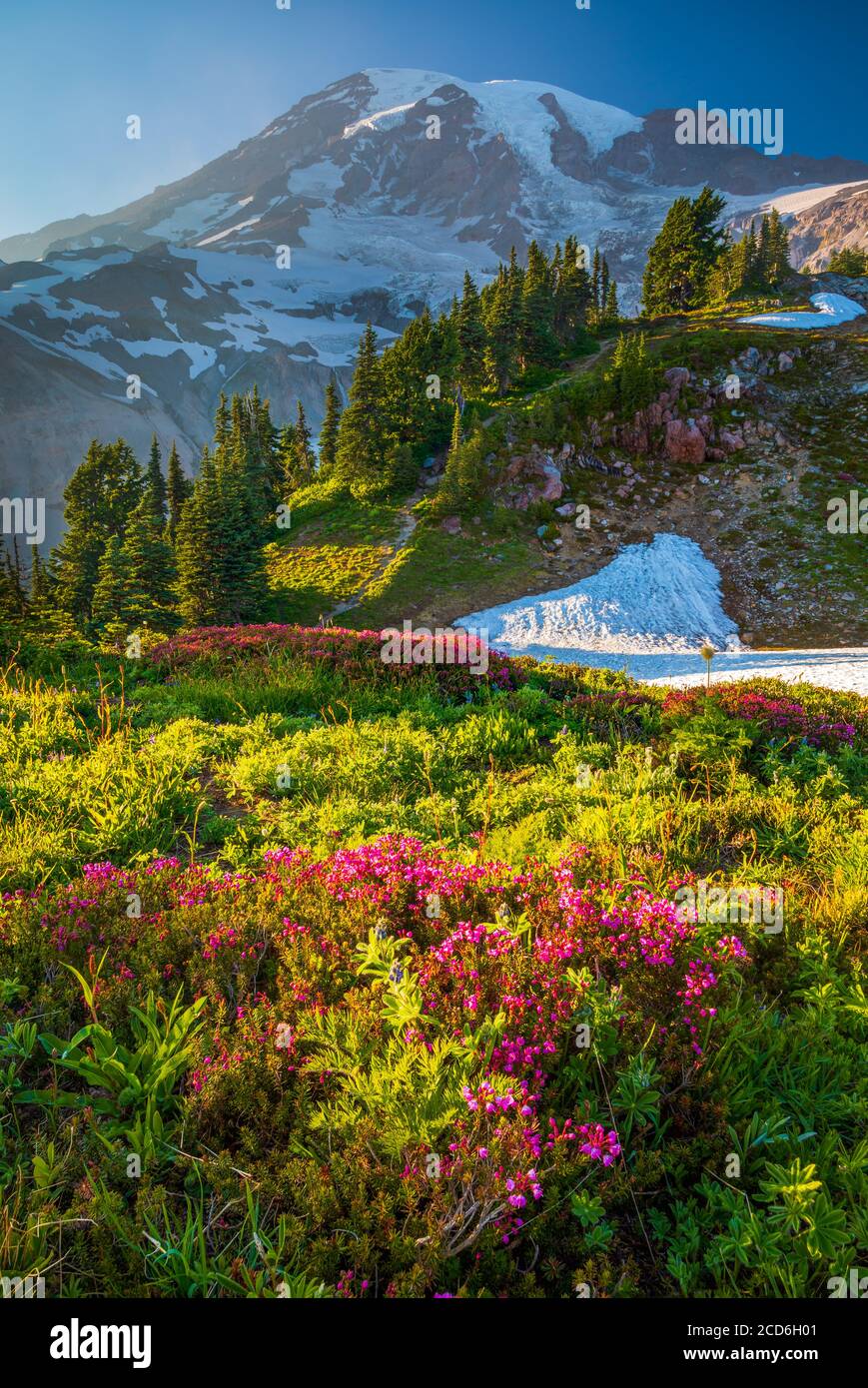 Prato di fiori selvaggi al Paradise, il Monte Rainier, Washington, Stati Uniti d'America Foto Stock