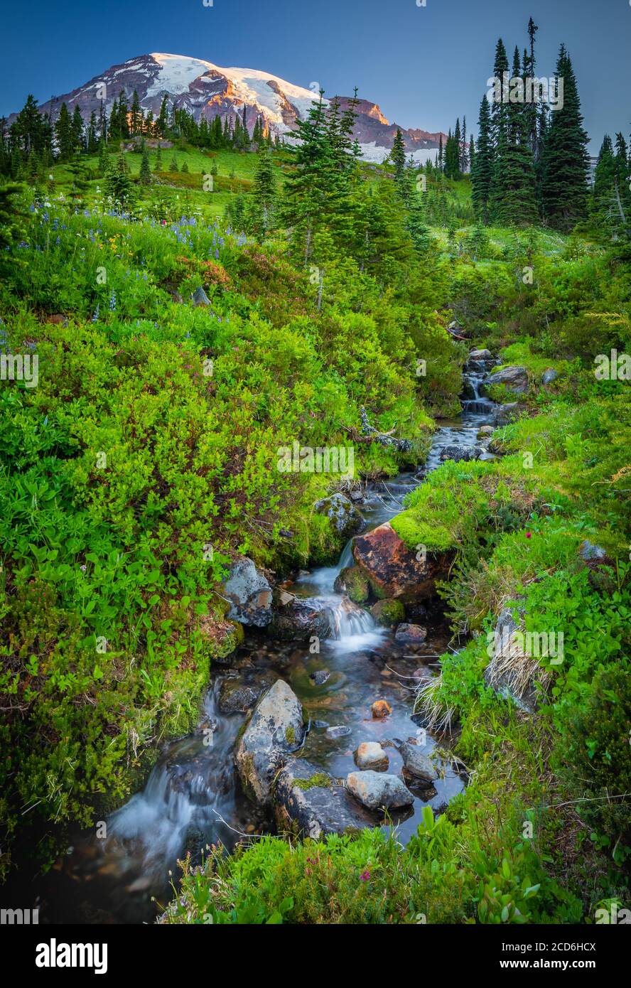 Wildflower prato e insenatura a Paradise, Mount Rainier, Washington, Stati Uniti Foto Stock