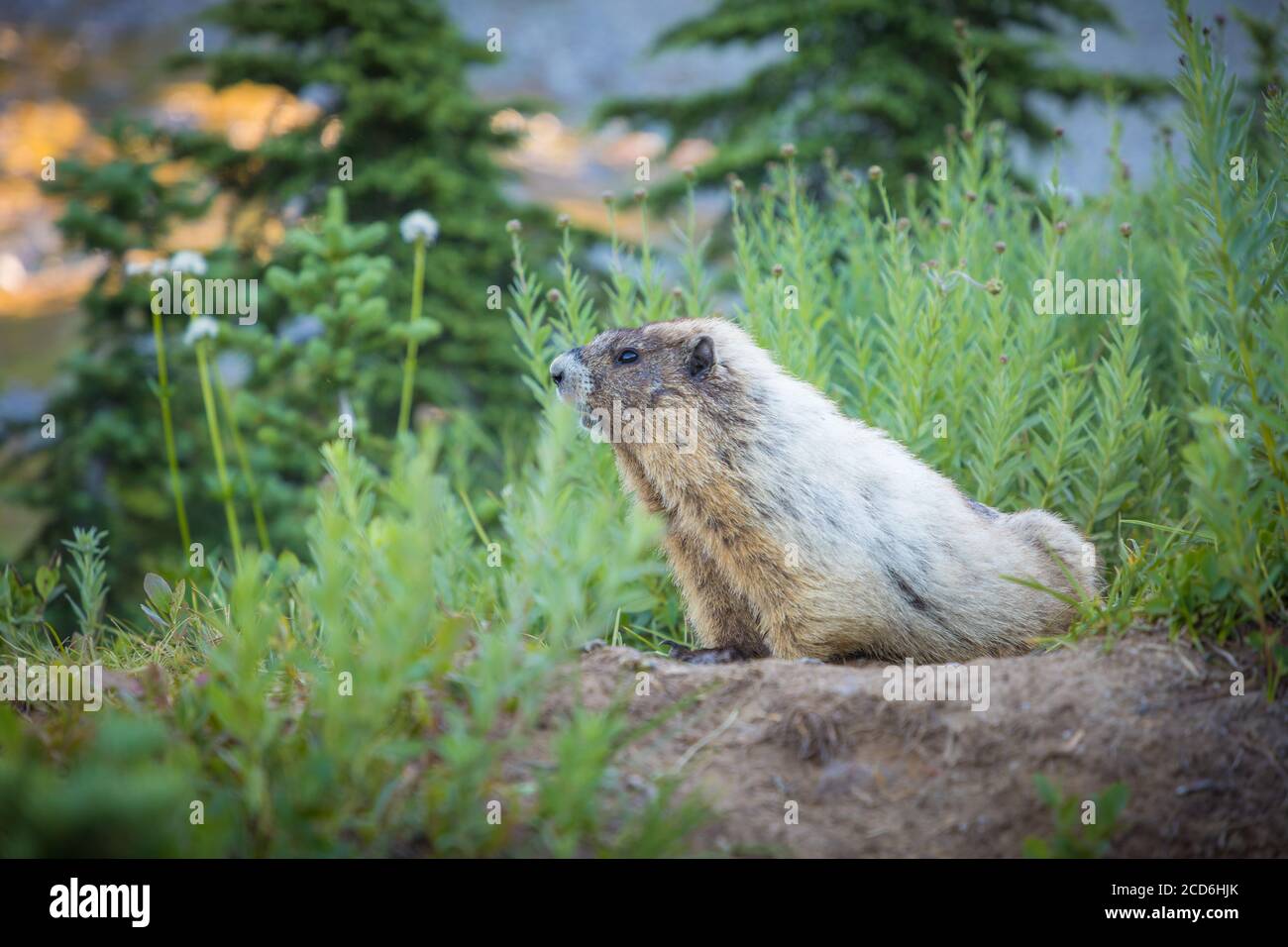 Marmotte a Paradise, Mount Rainier, Washington, Stati Uniti Foto Stock