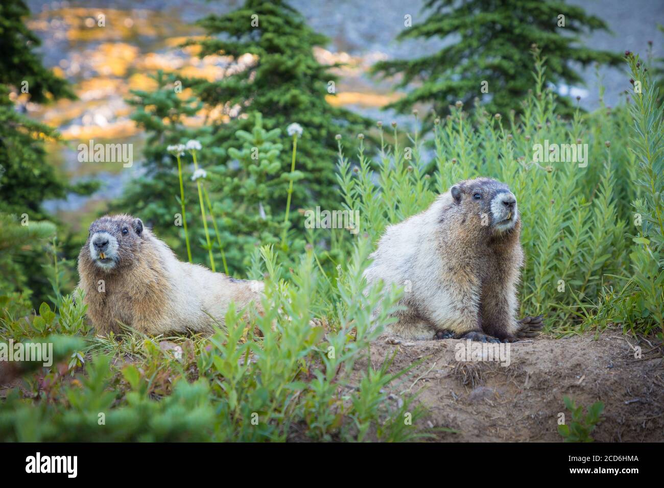 Marmotte a Paradise, Mount Rainier, Washington, Stati Uniti Foto Stock